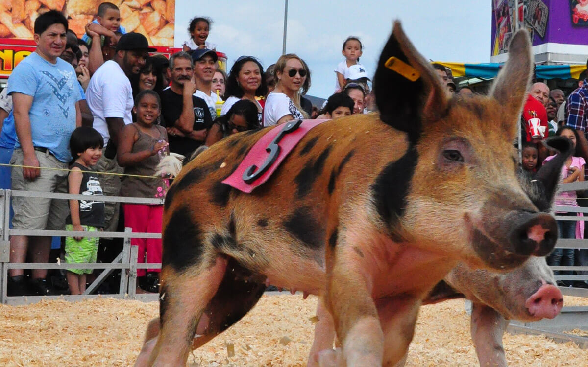 pig racing